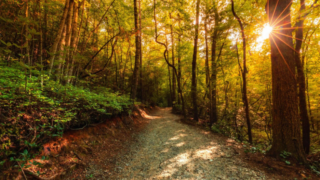 Fall color along the trails of the Longcliff Nature Preserve in Lake Toxaway, North Carolina